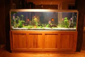 Large home aquarium with fish and plants