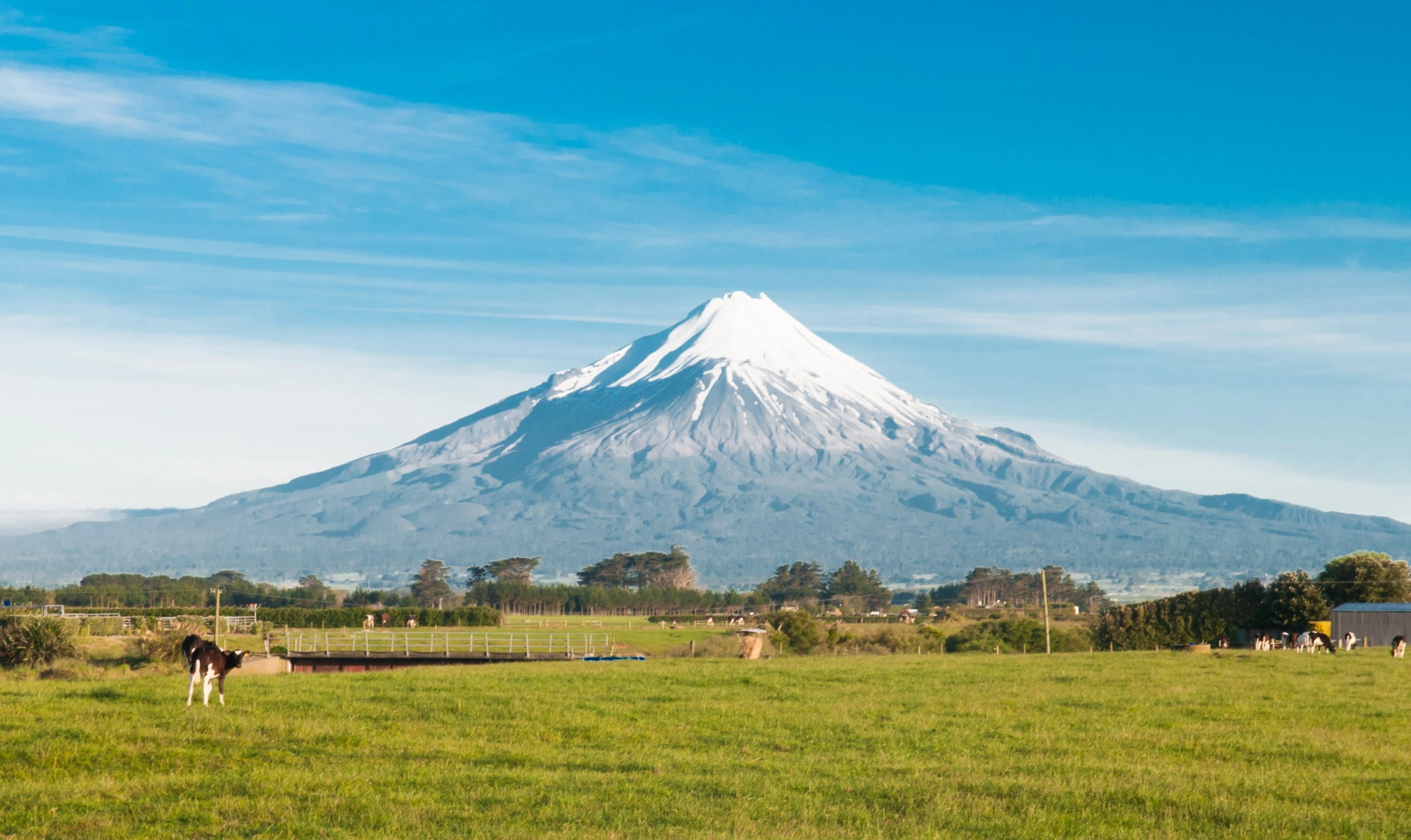 Snow-capped Mount Taranaki with green farmland and cows in the foreground, New Zealand