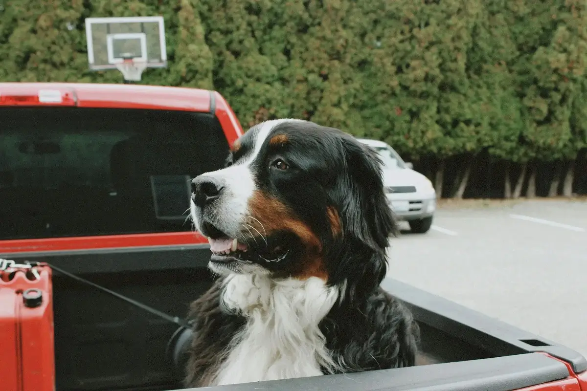 Family dog riding in vehicle during home relocation with Kent Removals & Storage